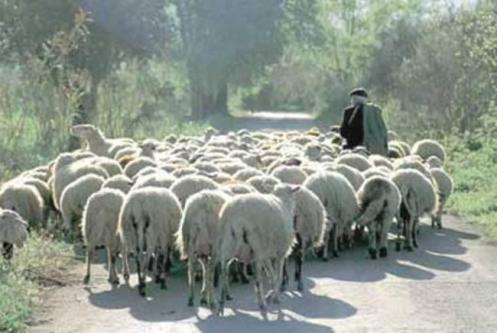 Not even sheep need a leader!